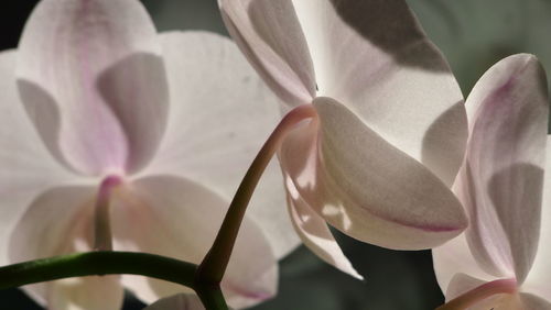 Close-up of pink flowers