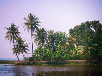 Palm trees against sky