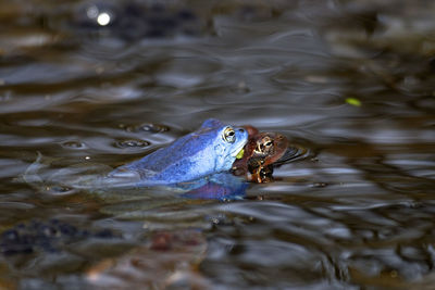 High angle view of fish swimming in lake