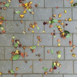 High angle view of maple leaves on sidewalk