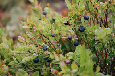 Close-up of fruits growing on plant