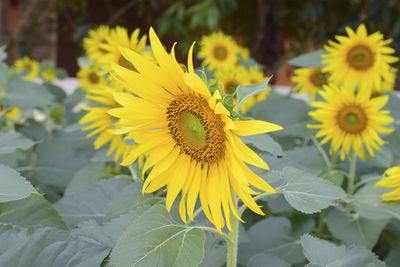 Close-up of yellow flowering plant