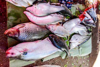 High angle view of fish for sale in market