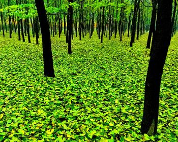 Trees on field