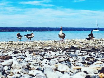 Flock of birds on beach