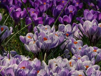 Close-up of purple crocus flowers on field