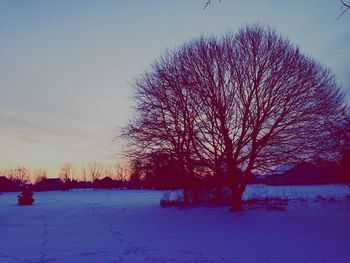 Bare trees on snow covered field