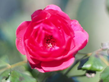 Close-up of pink rose blooming