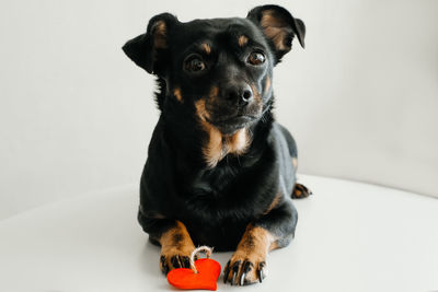 Portrait of black dog sitting against white background