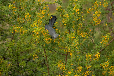 Close-up of bird perching on plant