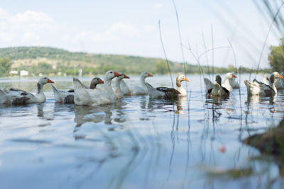 Ducks in the water in semi shade in a swamp