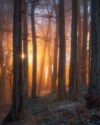 Sunlight streaming through trees in forest