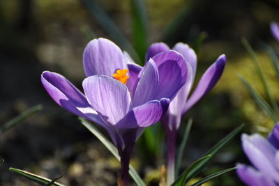 Close-up of purple crocus flowers growing on field