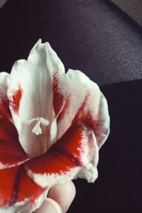 Close-up of white flower