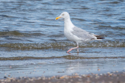 Seagull on beach