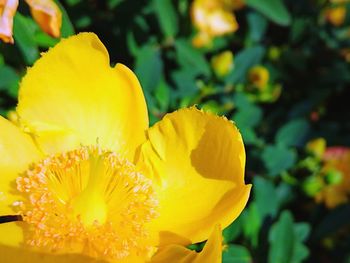 Close-up of yellow flower blooming outdoors