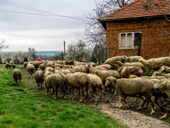 Flock on sheep walking on field