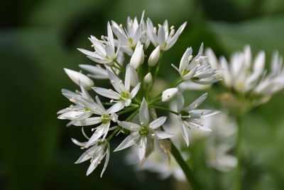 Close up of white wild garlic flowers