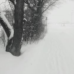 Trees on snow covered landscape