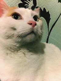 Close-up portrait of a cat