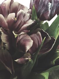 Close-up of flower