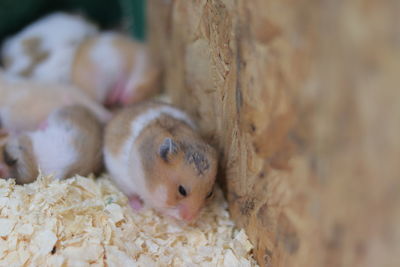 Close-up of squirrel