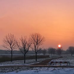 Bare trees on snow against sky during sunset