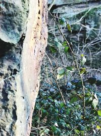 Close-up of lichen on tree trunk