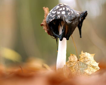 Close-up of mushroom