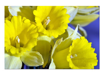 Close-up of yellow flowering plant