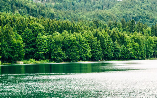 Scenic view of pine trees by lake in forest