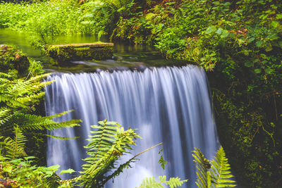 Scenic view of waterfall in forest