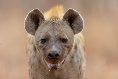 Close-up portrait of a dog