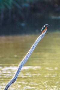 Close-up of bird perching on a lake