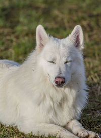 White swiss shepherd