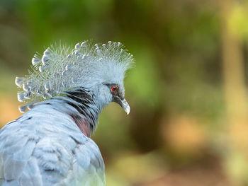 Close-up of pigeon