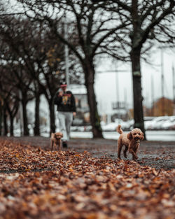 View of dog on street during autumn