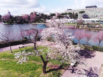 Cherry blossom by river in city against sky