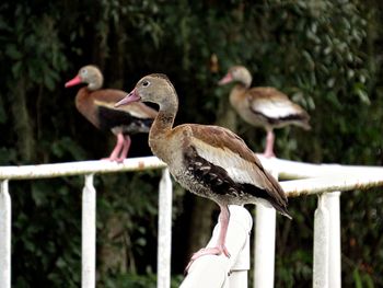 Close-up of birds perching on railing