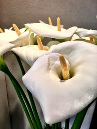 Close-up of flower head