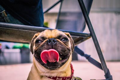 Close-up of pug sticking out tongue by chair