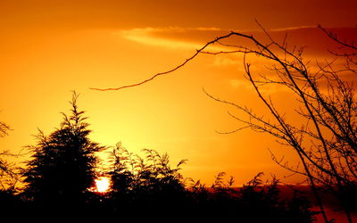 Low angle view of silhouette trees against orange sky