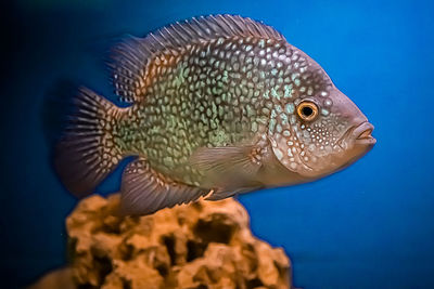 Close-up of fish swimming in sea