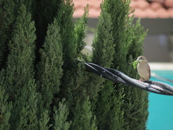 Bird perching on tree