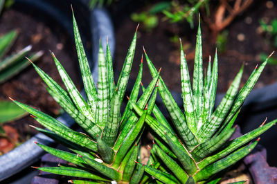 Close-up of succulent plant