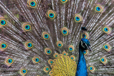 Close-up of peacock