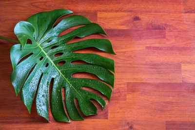 High angle view of leaf on cutting board