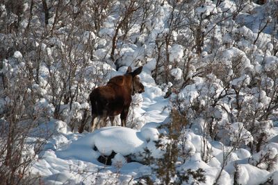 Moose standing by plants on snow covered field