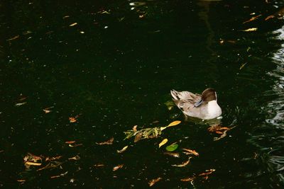 High angle view of duck swimming in lake