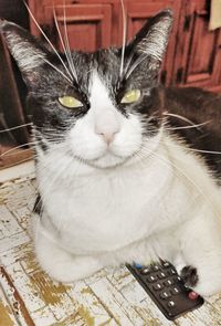 Close-up portrait of cat sitting on floor